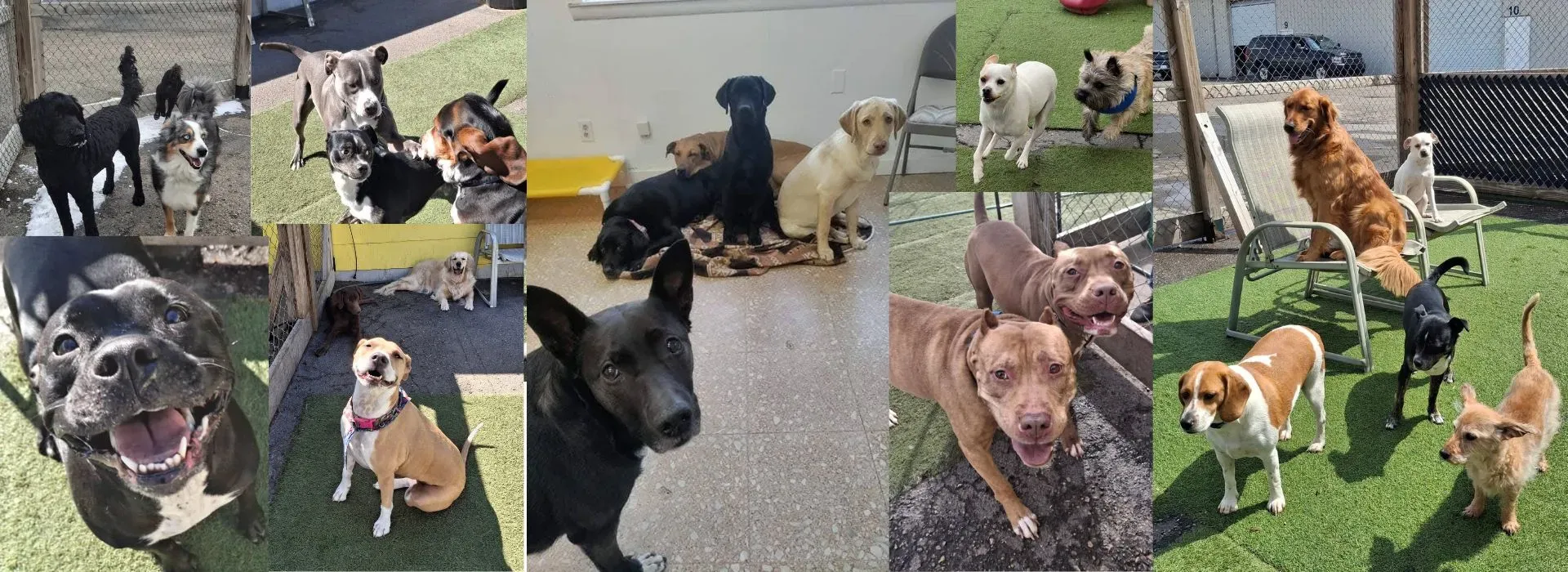 Cozy overnight boarding accommodations at Borton's Doggy Play & Stay