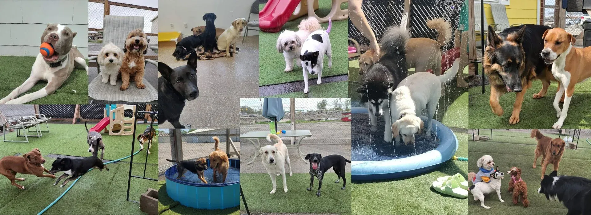 Dogs playing together during daycare at Borton's Doggy Play & Stay