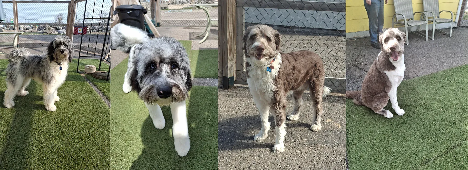 Professional dog grooming at Borton's Doggy Play & Stay