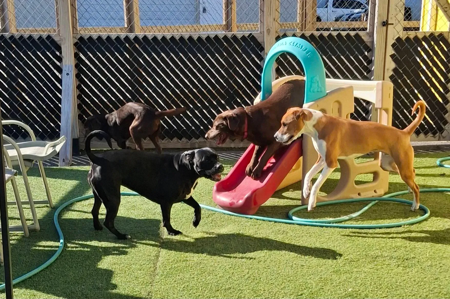 Happy dogs playing at Borton's Doggy Play & Stay daycare facility